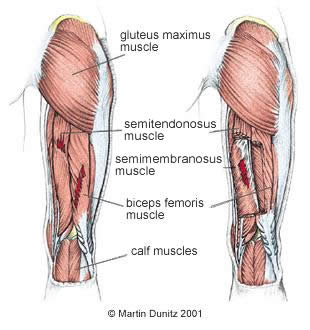 What muscles show up on an anatomy chart of a hamstring?