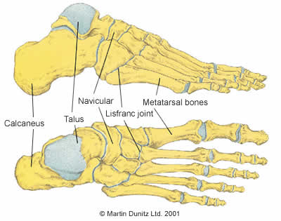 anatomy of foot. Anatomy of foot and metatarsal