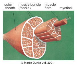 Torn Muscle Fibres