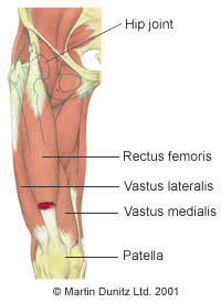 Thigh quad muscles 