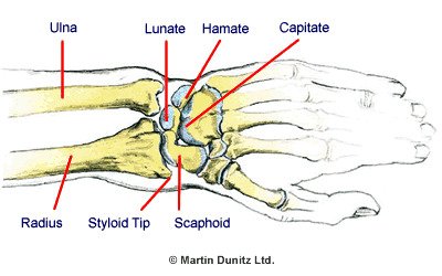 hand and wrist bones