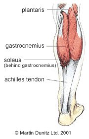 Walking calf muscles clearance