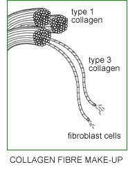 collagen_fibre_makeup