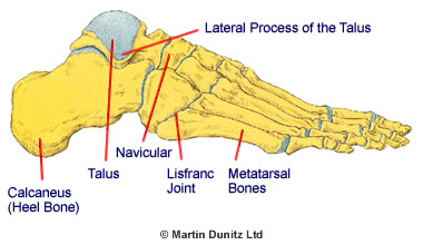 Metatarsal Bones