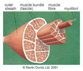 muscle_structure