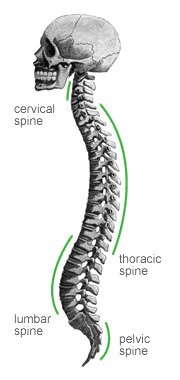 Diagram of spine