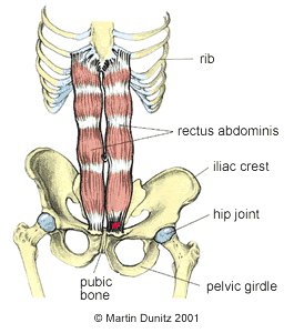 Anatomy of abdominal muscle strain injury