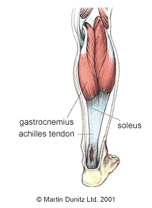 Anatomy of achilles tendon