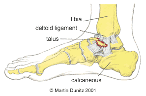 Anatomy of ankle sprain injury