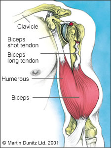 Illustration: anatomy of the biceps