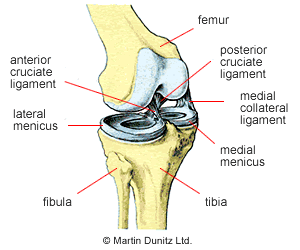 anatomy of the knee