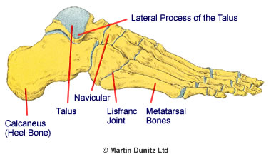 Illustration of the bones of hte foot
