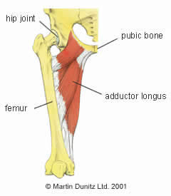 Anatomy of the hip joint and acetabular labrum