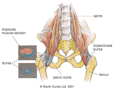 Anatomy of Iliopsoas Syndrome