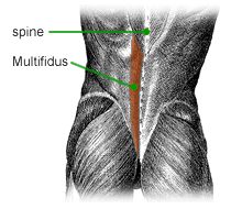 Anatomy of the Multifidus muscle