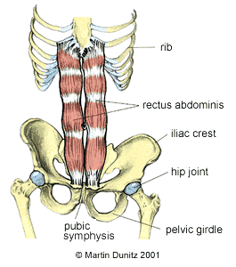 Anatomy of Osteitis Pubis injury