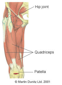 Anatomy of upper leg