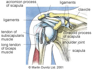 Anatomy of frozen shoulder injury