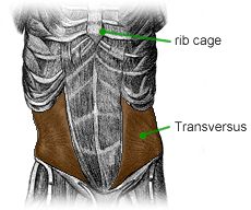Anatomy of the Tranversus muscle