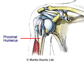 Anatomy of the Proximal Humerus