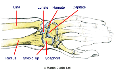 Anatomy of Wrist Arthritis