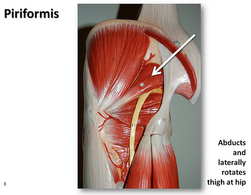 Piriformis 